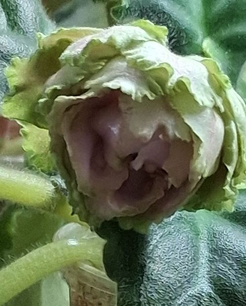  - EK Raspletalo Leto Kosy 2