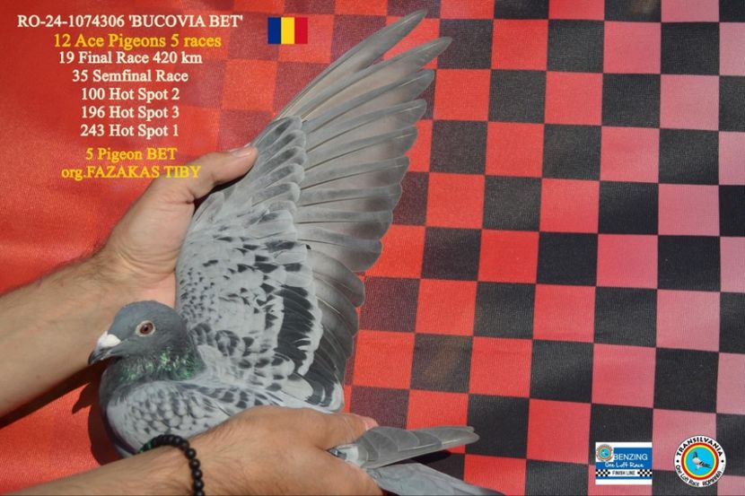 Messenger_creation_0100D78F-E343-4E7C-BFE8-AF8104B4EA54 - Finală Transilvania 2024