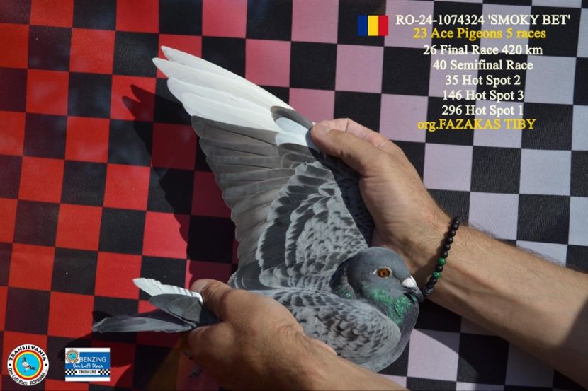 Messenger_creation_63E36DD6-FFA4-4694-BCB9-B3EDC69AADB8 - Finală Transilvania 2024