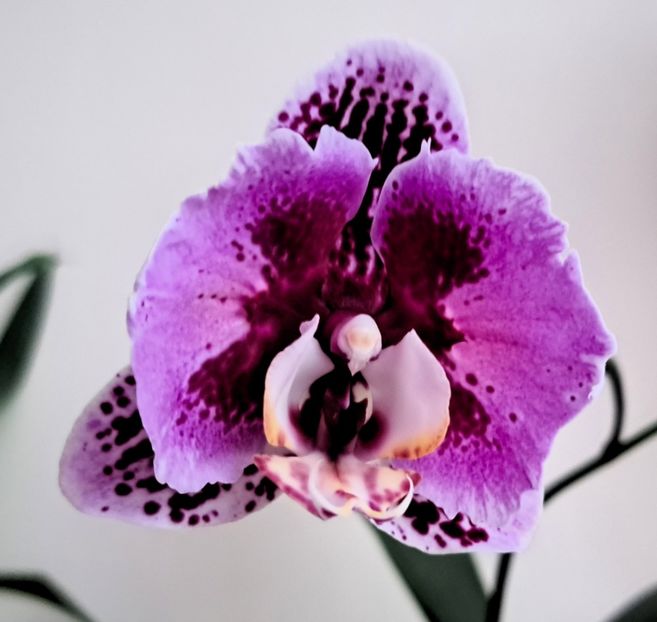  - Phalaenopsis 3