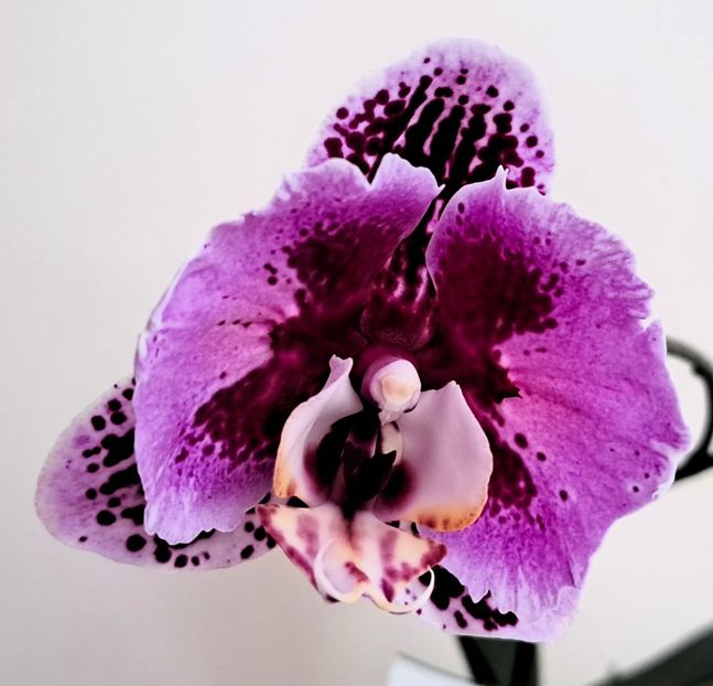  - Phalaenopsis 3