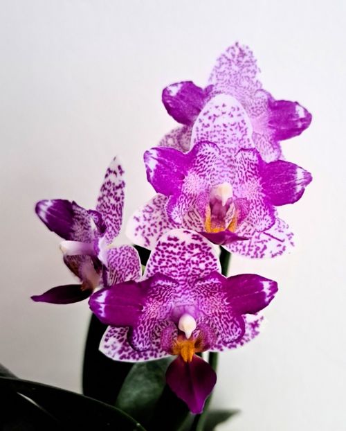  - Phalaenopsis 3