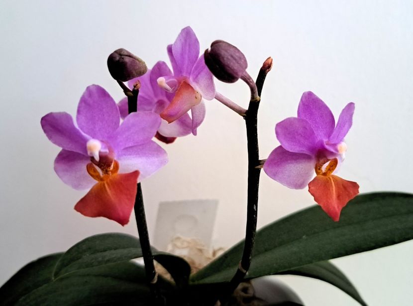  - Phalaenopsis 3