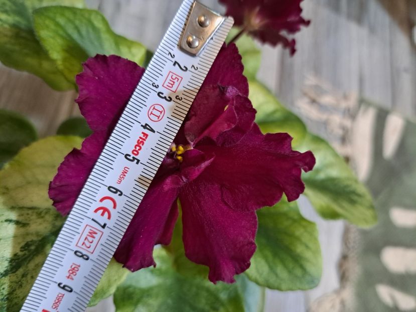  - Violeta EK-Chernaya Magnolia