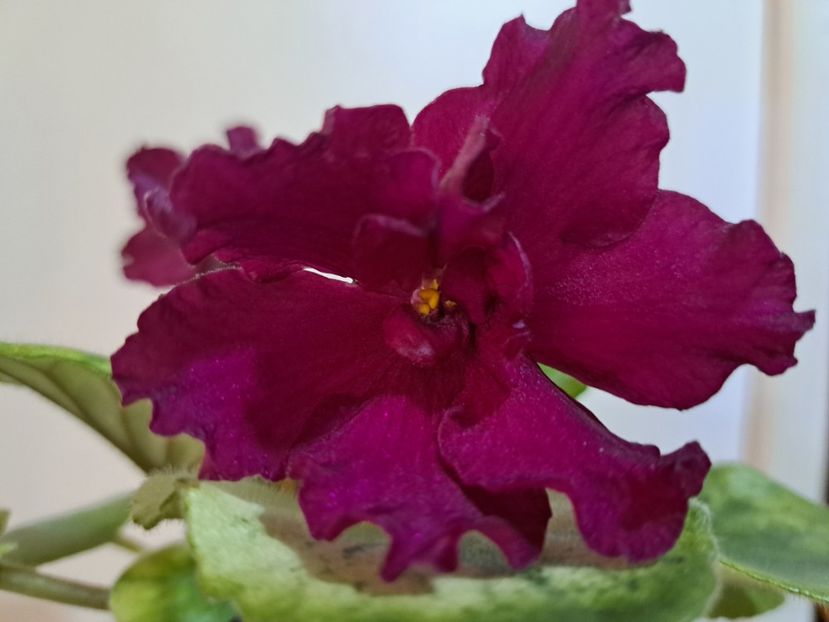  - Violeta EK-Chernaya Magnolia