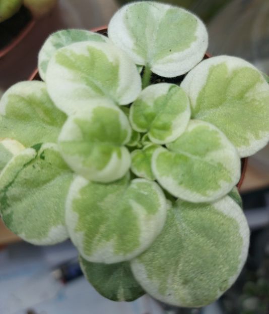  - Violeta Va-Bank chimera frunze