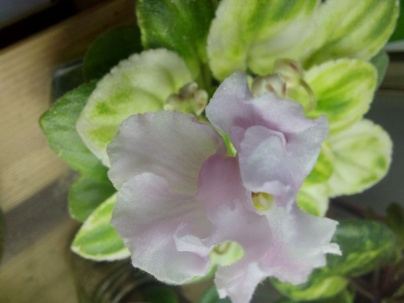  - Violeta RUD-Solodka Sil