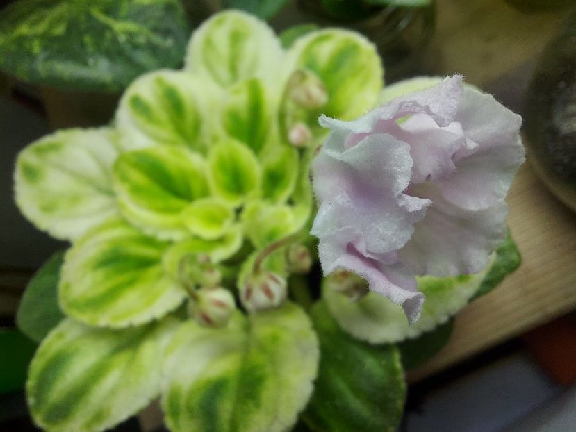  - Violeta RUD-Solodka Sil