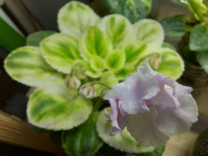  - Violeta RUD-Solodka Sil