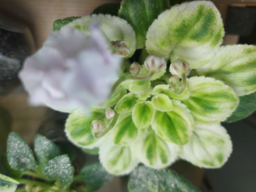  - Violeta RUD-Solodka Sil