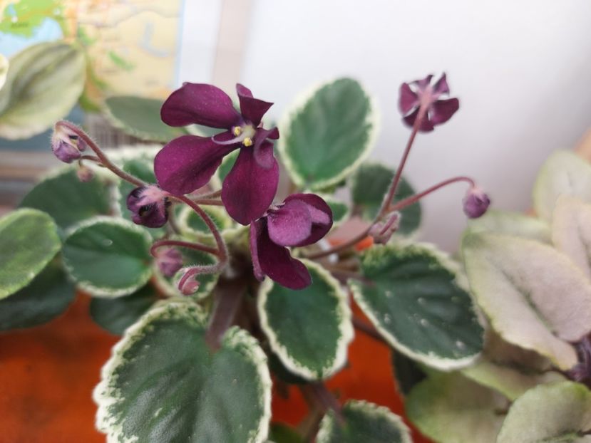  - Violeta Tser Doina