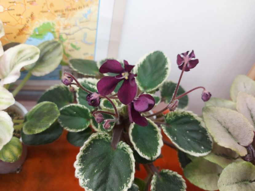  - Violeta Tser Doina