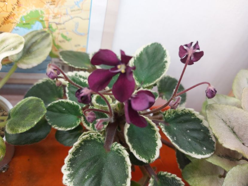  - Violeta Tser Doina