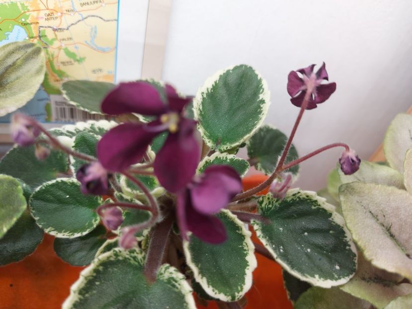  - Violeta Tser Doina