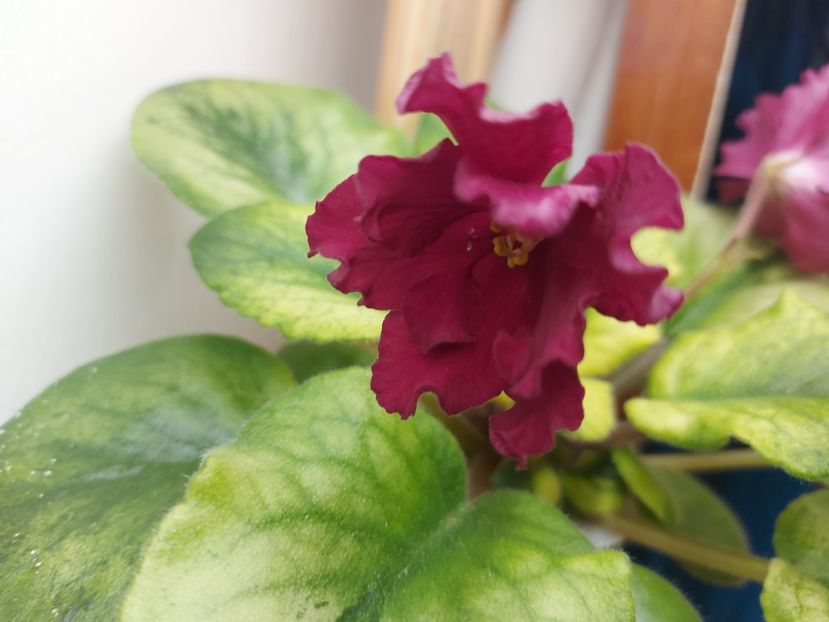  - Violeta EK-Chernaya Magnolia