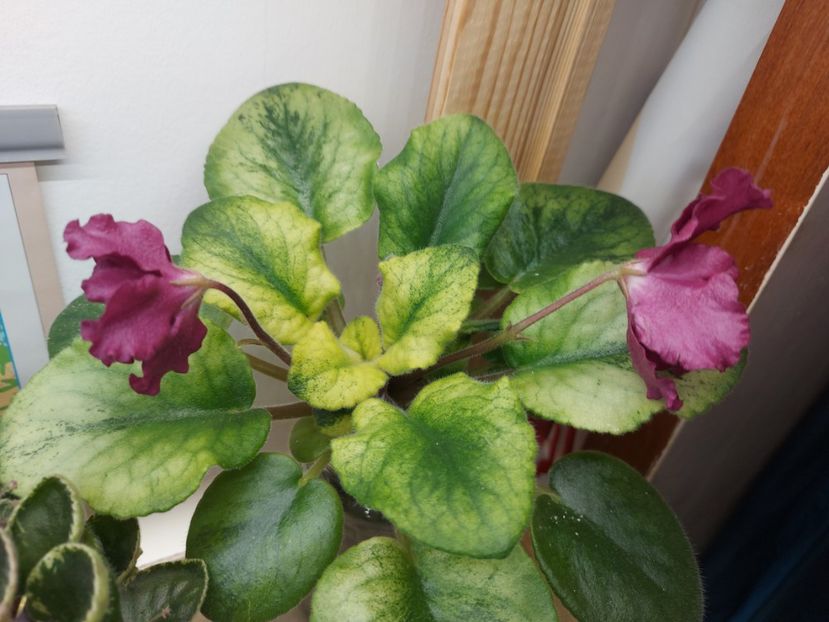  - Violeta EK-Chernaya Magnolia