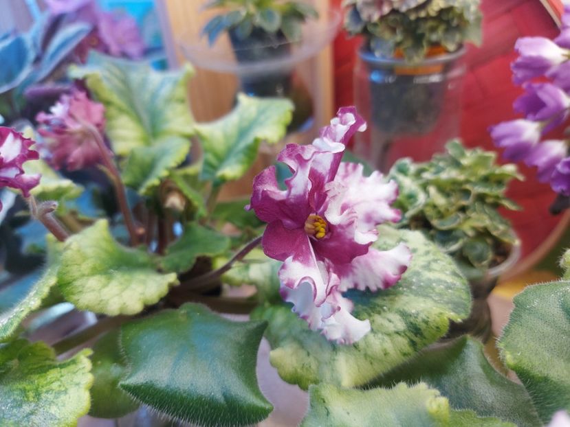  - Violeta EK-Modnyi Kutiure