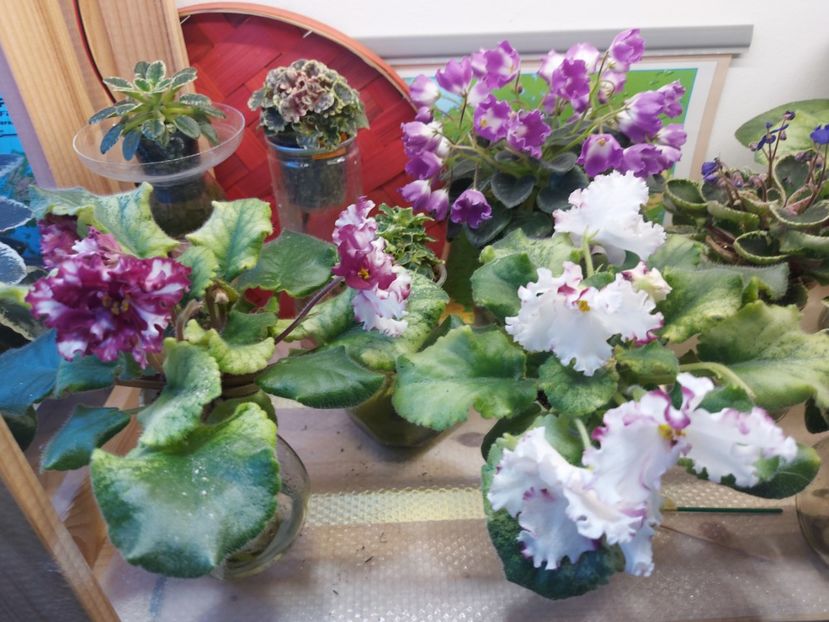  - Violeta EK-Modnyi Kutiure