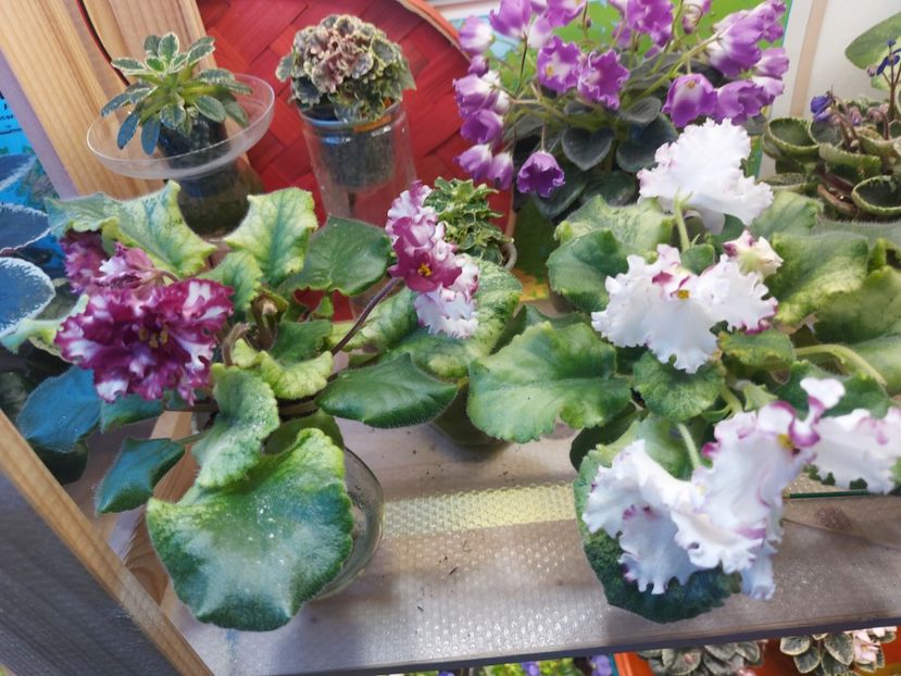  - Violeta EK-Modnyi Kutiure