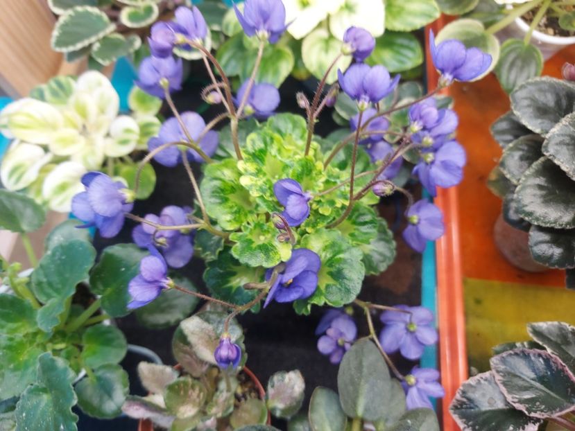  - Violeta Painted Silk