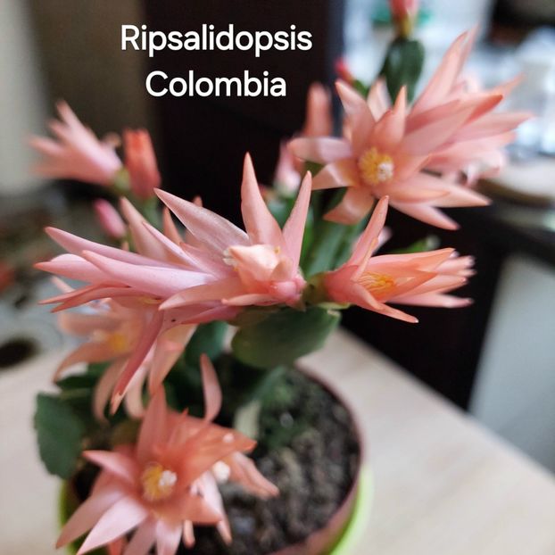 20250411_111634 2 - 2025 - Rhipsalidopsis - Cactusul Paștelui
