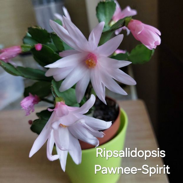 20250411_111543 - copie - 2025 - Rhipsalidopsis - Cactusul Paștelui