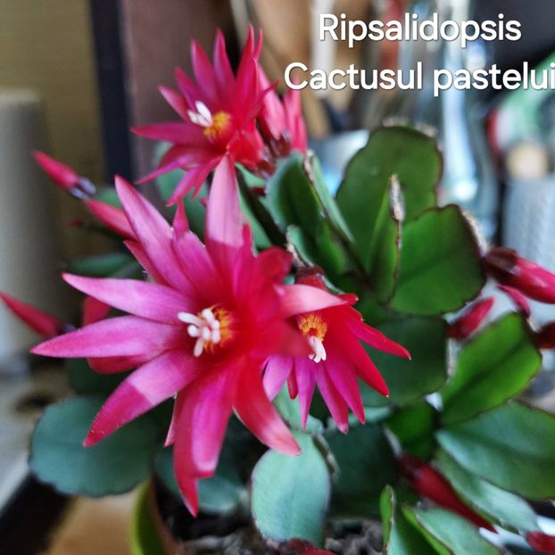  - 2025 - Rhipsalidopsis - Cactusul Paștelui