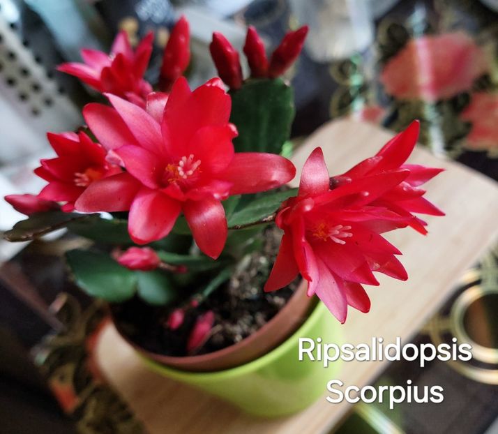  - 2025 - Rhipsalidopsis - Cactusul Paștelui