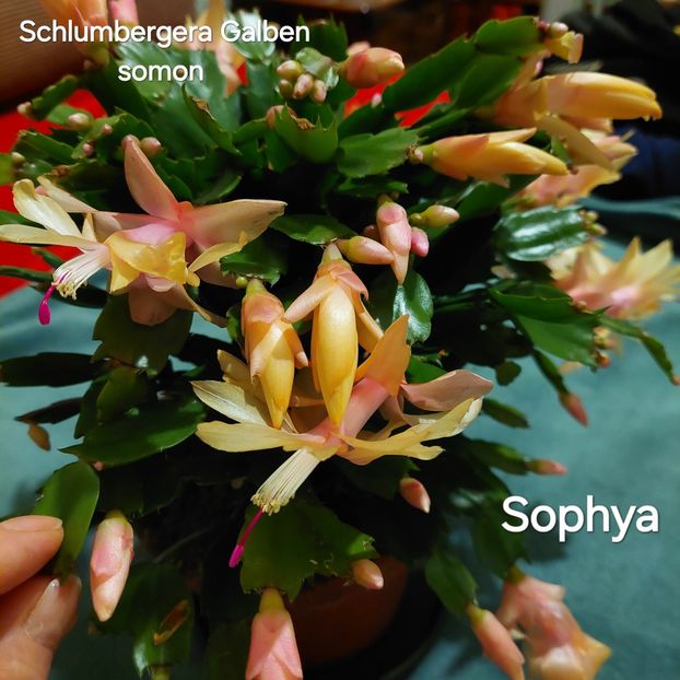  - 2025 - Schlumbergera - Crăciunița