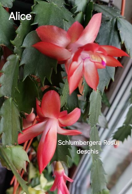  - 2025 - Schlumbergera - Crăciunița