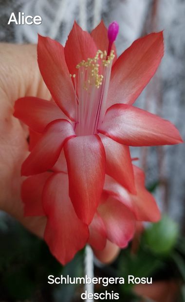  - 2025 - Schlumbergera - Crăciunița