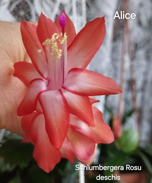  - 2025 - Schlumbergera - Crăciunița