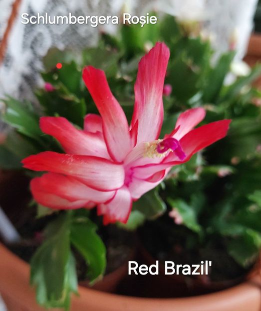  - 2025 - Schlumbergera - Crăciunița