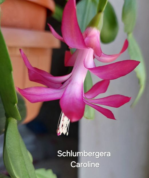  - 2025 - Schlumbergera - Crăciunița