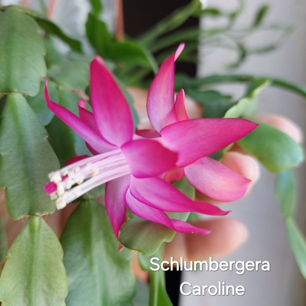  - 2025 - Schlumbergera - Crăciunița