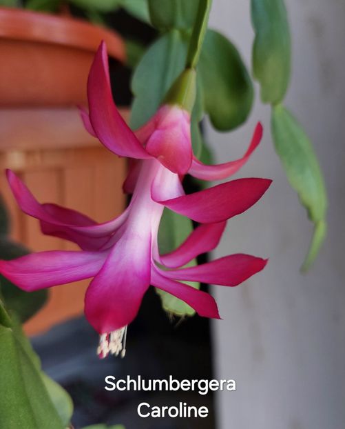 Caroline - 2025 - Schlumbergera - Crăciunița