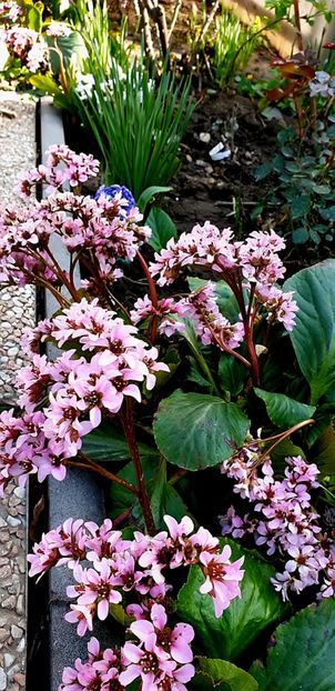  - 2025 - Bergenia