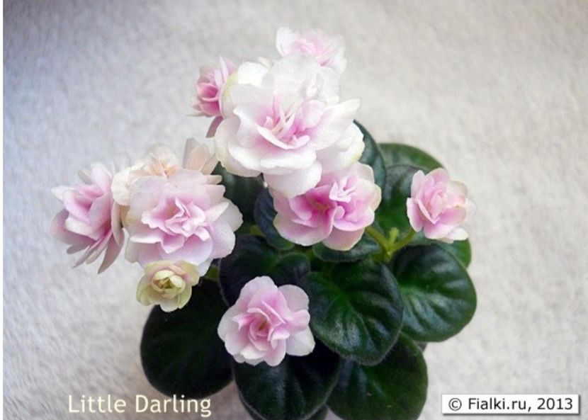 Poza net - Little Darling