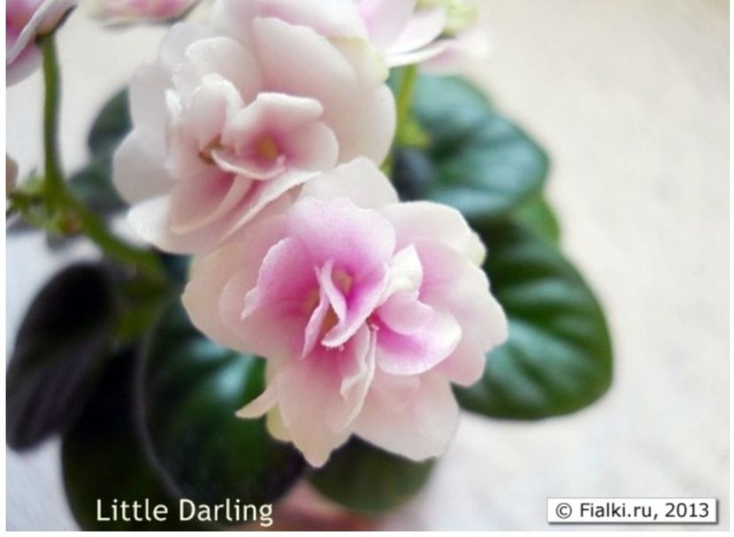 Poza net - Little Darling