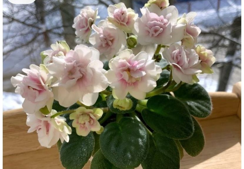 Poza net - Little Darling