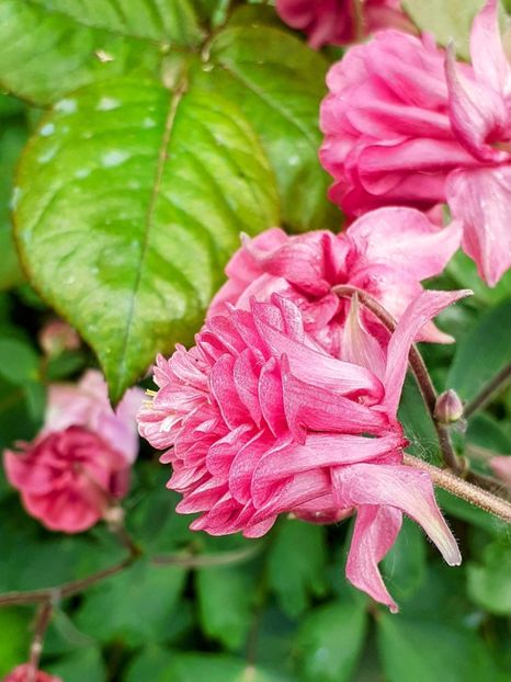 20250508_121514~2 - CĂLDĂRUȘE 2025