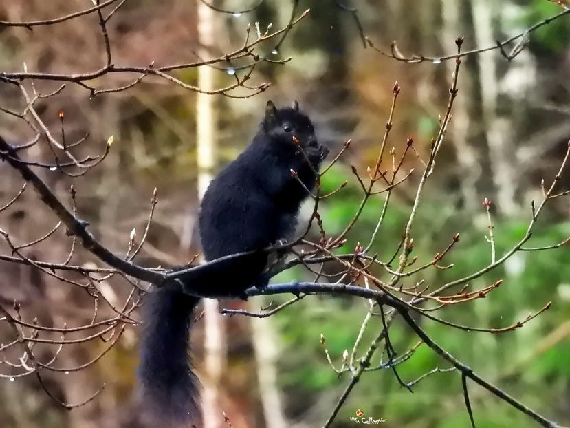 Black Canadian ecureuil 3 - B - ANIMALS