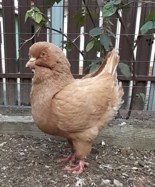 Screenshot_20250509-134011_WhatsApp - Vanduti king