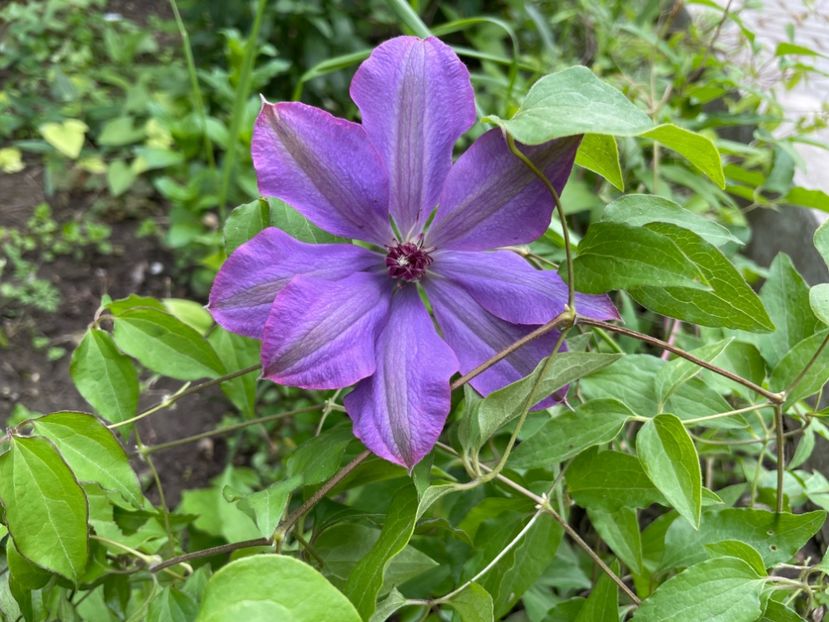  - 0005 - Gradina - 2025