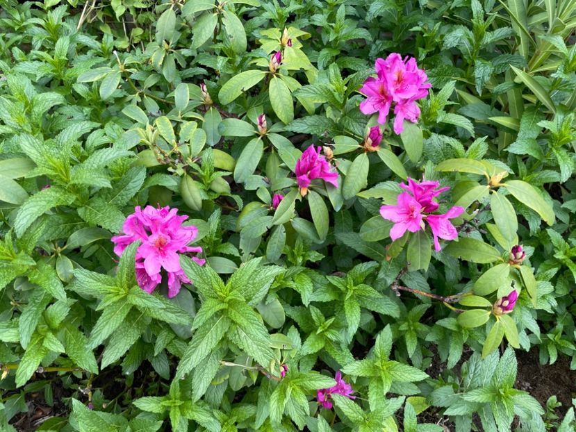  - 0005 - Gradina - 2025