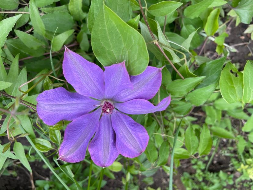  - 0005 - Gradina - 2025