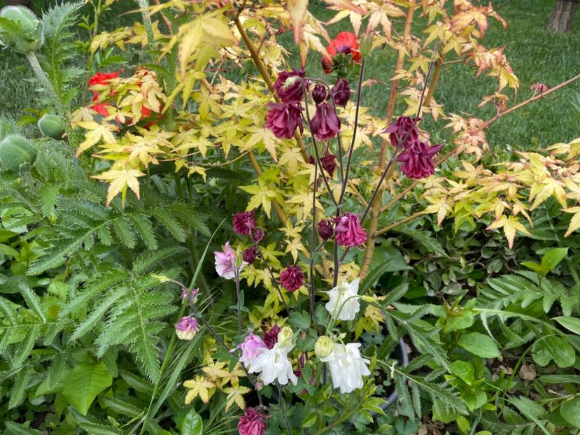  - 0005 - Gradina - 2025