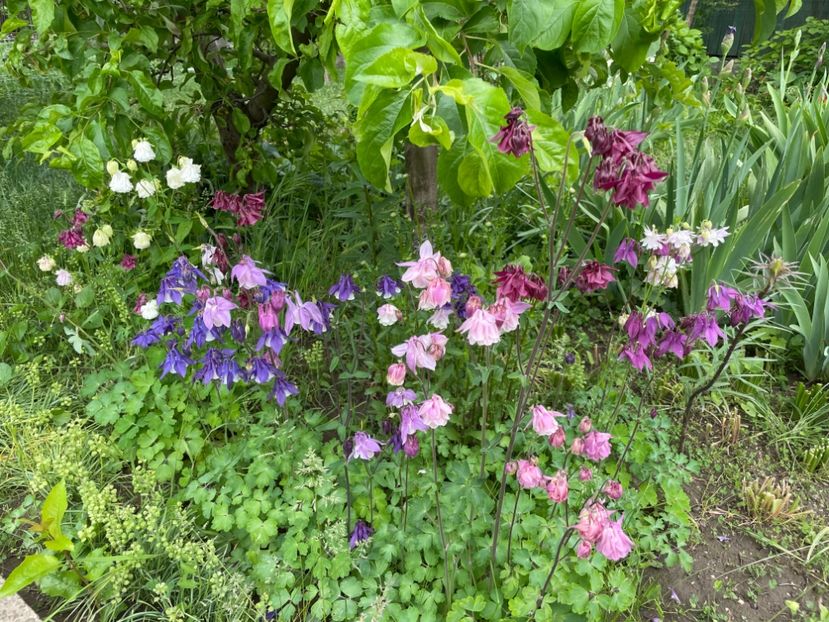  - 0005 - Gradina - 2025