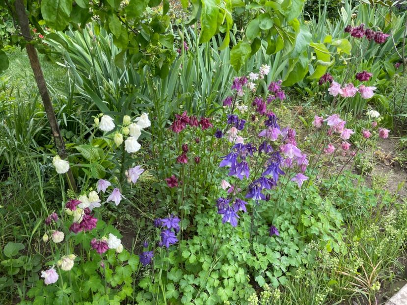  - 0005 - Gradina - 2025