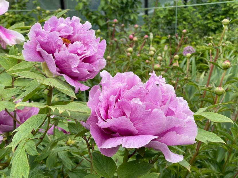  - 0005 - Gradina - 2025